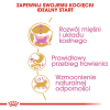 Royal Canin FBN British Shorthair Kitten - sucha karma dla kociąt - 2 kg
