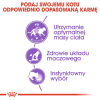 ROYAL CANIN FHN Sterilised w sosie - mokra karma dla kota dorosłego - 12x85g