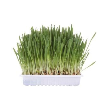 TRIXIE Trawa dla kota pojemnik 100g 4235