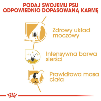 ROYAL CANIN BHN Miniature Schnauzer Adult - sucha karma dla psa dorosłego - 3kg